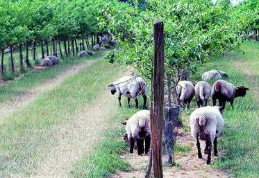 Les Shropshire sont une race spécifique qui a la particularité (si elle est pure) de ne pas s’attaquer aux écorces des arbres, mêmes jeunes.