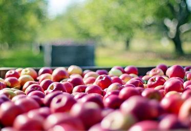 Les arboriculteurs auraient le potentiel pour à la fois servir leurs clients français et, en même temps, reconquérir les parts de marché qu’ils ont pu perdre à l’export l’année dernière.