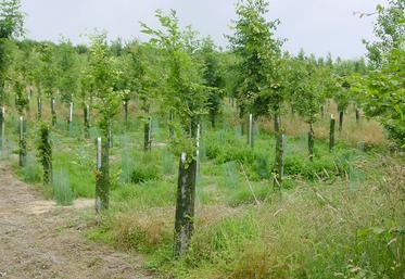 La mise en place de protections contre le gibier est indispensable dans la majeure partie des situations.