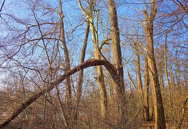 Nombre de propriétaires forestiers méconnaissent leur responsabilité en cas de chute d’arbres causant des dégâts et peuvent se trouver démunis lorsque survient un sinistre.
