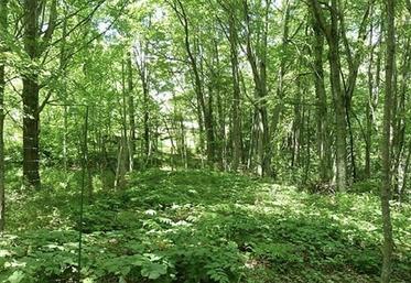 Les travaux forestiers permettent de bénéficier d’un crédit d’impôt de 18 %, voire 25 % dans certains cas et dans une limite de 12 500 E pour un couple,  par exemple.© D. R.