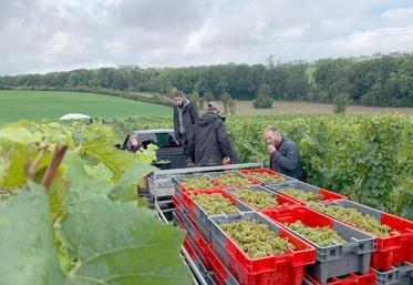 L’enjeu était énorme à la Cour de Bérénice, en fin de semaine dernière : récolter le fruit de plusieurs années de travail, de la plantation à la première vendange.