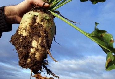 L'espoir renait chez les producteurs de betteraves autorisés à nouveau pour trois ans à protéger leurs semis avec des néonicotinoïdes.