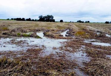 Sur le littoral, les moissonneuses ont beaucoup de mal à entrer dans les parcelles de blé gorgées d'eau.