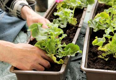 Exemple : l’horticulture fait partie de la catégorie B des secteurs visés. Un horticulteur pourra donc prétendre à une réduction forfaitaire de 2 400 € de ses cotisations et contributions sociales 2020, ou il pourra bénéficier du calcul provisoire des cotisations sur une assiette forfaitaire de nouvel installé. À lui de calculer le plus avantageux.