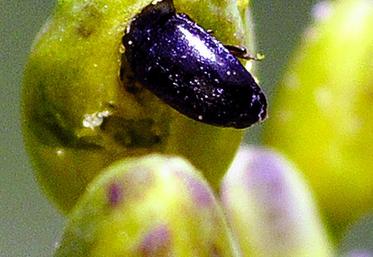 Les méligèthes sont facilement repérés et identifiés sur le haut des plantes.