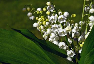 «On peut dédier ce muguet aux soignants et aux personnes dans les Ehpad», incite Didier Guillaume.