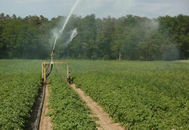 En Picardie, les surfaces de pommes de terre de conservation sont passées de 29 700 ha en 2016 à  31 310 ha cette année.