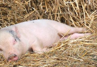 Pour la commercialisation de ses porcs, la Cobevial développe des filières, comme celle du Porc d’antant, qui implique des animaux élevés sur paille.