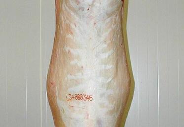 Une carcasse avec un gras ne présentant pas de défaut de couleur du gras.