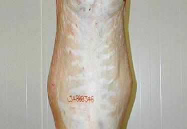 Une carcasse avec un gras ne présentant pas de défaut de couleur du gras.