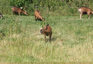 Un éleveur peut confier temporairement la garde de ses animaux à un tiers, à charge pour ce dernier de les nourrir et de les soigner, moyennant un prix.