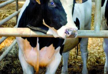 Le marché est demandeur de taurillons holstein.
