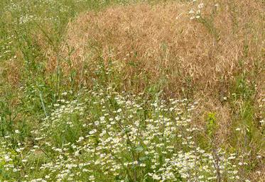 Désherbage en prélevée, en post-levée, accompagné ou non d’un passage de herse étrille ou de houe rotative… Il faut adapter la bonne technique à sa parcelle. 