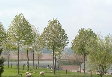 Faire pâturer les plantations pour limiter l’entretien mécanique.  