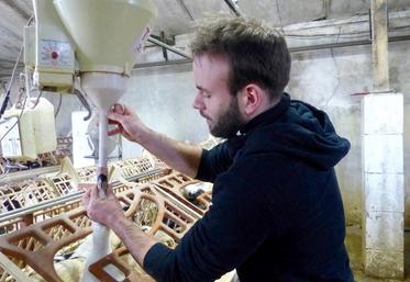 Simon procède au gavage au maïs grain. Douze jours sont nécessaires avant l’abattage.