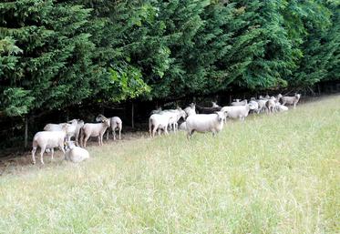 Les brebis vides se satisfont d’herbe de qualité médiocre.