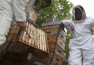 L’apiculture est une pratique assez récente dans la région. Les apiculteurs du Nord de la France savent pourtant se démarquer avec leur excellent Miel de tilleul de Picardie.