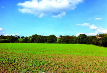 La couverture hivernale des sols à 100 % n’est plus obligatoire avec en contrepartie différentes adaptations possibles dans le cadre des programmes d’actions régionaux.