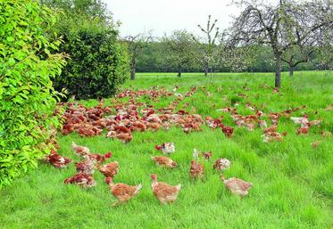 Dans les zones à risque élevé, les volailles ne peuvent plus sortir des bâtiments à moins que des filets ne soient installés, permettant d’éviter un éventuel contact avec des oiseaux sauvages.