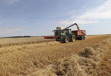 Les variétés précoces de blé ne devraient pas décevoir.
