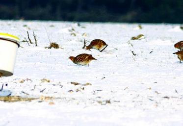 Perdrix près d'un agrainoir.