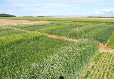Le rendement est le critère sur lequel il faut se focaliser, car il détermine la production de méthane.