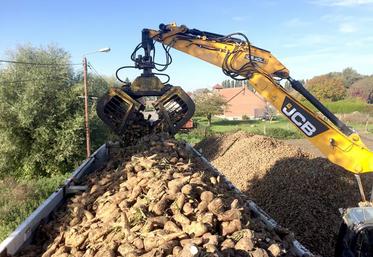 En fonction des territoires, les rendements régionaux varient entre 20 à 57 tonnes par hectare.