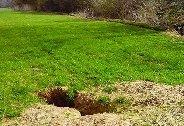 Derrière une apparence inoffensive, le blaireau est un redoutable opportuniste.