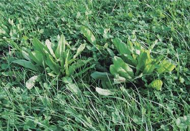 Les études menées à Lusignan depuis une dizaine d’années ont montré l’intérêt de diversifier les fourrages pour sécuriser le système fourrager des exploitations laitières.