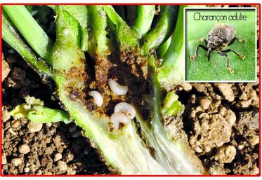 Dégâts de charançons.