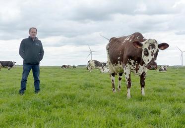 Stéphane Leullier, passionné de Normandes, peut ainsi mieux valoriser leur viande. Le contrat avec Lidl assure 
une rémunération de 3,63 €/kg, contre 3,30 €/kg environ habituellement.