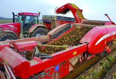 Récolte et arrachage de pommes de terre.
