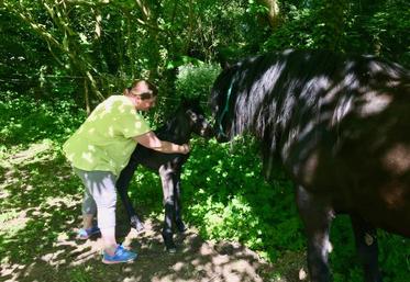 Chaque année, environ deux naissances ont lieu à Gorges. Tous les poulains portent le préfixe «de Tjos», en mémoire de Tjostar, premier cheval de Virginie.