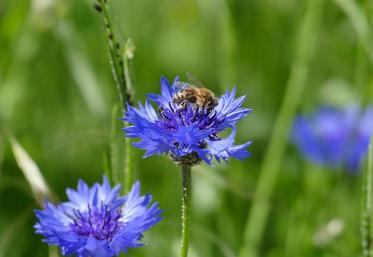 Les bordures de champs sont considérées comme l’une des meilleures options de Maec pour augmenter la biodiversité.
