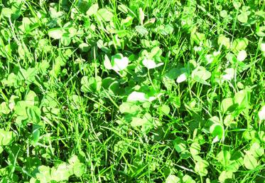Le mélange graminée trèfle permet en première année de se passer 
de fertilisation mais aussi en raison de la minéralisation de la matière organique du précédent couvert végétal.