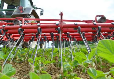 La herse étrille semble l’outil le plus approprié pour ce groupe d’agriculteurs : elle travaille à environ 2 cm de profondeur indépendamment des rangs de la culture et permet un désherbage sur toute la surface. 