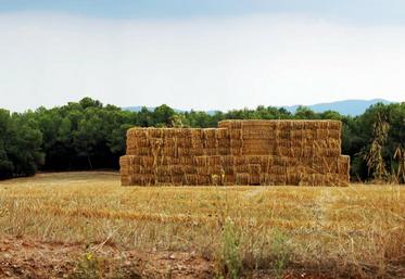 80 hectares de paille en andain et 300 tonnes sous abris ont été réunis par la FDSEA80 dans le cadre de l'opération "Solidarité paille".