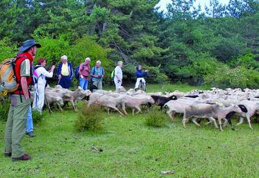 Dans le parc naturel régional des Baronnies, une dizaine d’éleveurs ont engagé une réflexion pour créer un groupement d’employeurs en parallèle aux groupements pastoraux.