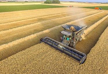 La prestation de battage proposée par la CABC et réalisée 
avec la moissonneuse-batteuse Ideal 8 de Massey-Ferguson peut être couplée à l'utilisation d'un transbordeur ; lequel permet de réduire les rotations entre le champ et le silo de réception.
