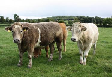 Une large part de la production agricole irlandaise, dominée par l’élevage, est exportée vers le Royaume-Uni.