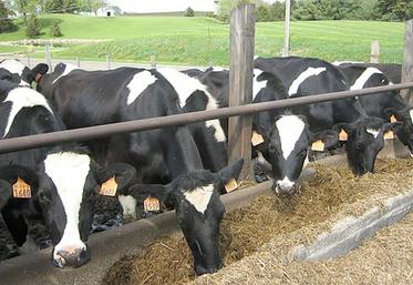 Le bien-être animal est devenu un sujet majeur de préoccupation pour les éleveurs français.