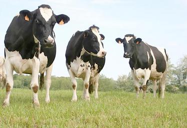 Les exploitations suivies, avec une part significative herbe, dégagent une marge brute pour l’atelier herbivore comprise entre 1 950 à 2 300 €/ha de SFP.