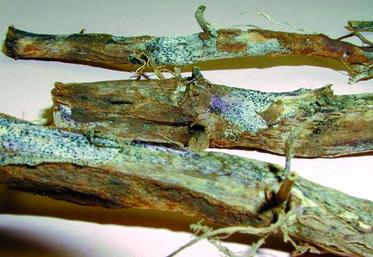 Tiges atteintes de dartrose. Le champignon s’étend aussi aux tubercules.