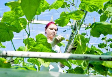 La vigilance est de mise sur la punaise diabolique (Halyomorpha halys) qui menace de se développer au nord du bassin parisien surtout en arboriculture mais également en maraîchage.