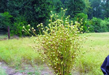 Production de lin oléagineux d'hiver pour la filière Bleu Blanc Cœur.
