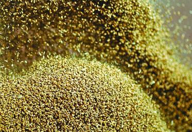 Les poids spécifiques des blés tendres sont à la fois élevés et homogènes, avec une moyenne nationale qui s’établit 
à 79,6 kg/hl, le meilleur résultat enregistré depuis  la récolte de 2016.