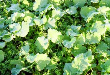 Association colza-lentilles sur la plate-forme de Catenoy.