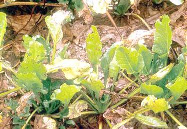 ’OAD permet une meilleure surveillance des maladies, comme la cercosporiose, qui cause chaque année de gros dégâts sur les betteraves.