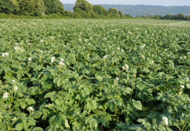 Champ de pommes de terre 
